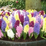 Kako presaditi zumbul kod kuće: nakon kupovine, u saksiju, u proljeće